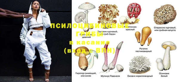 твердый Гусев
